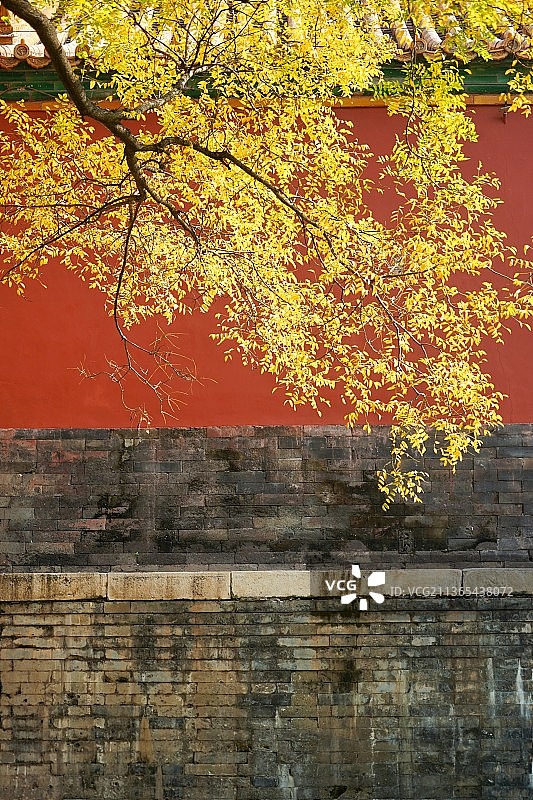 故宫秋天黄叶图片素材