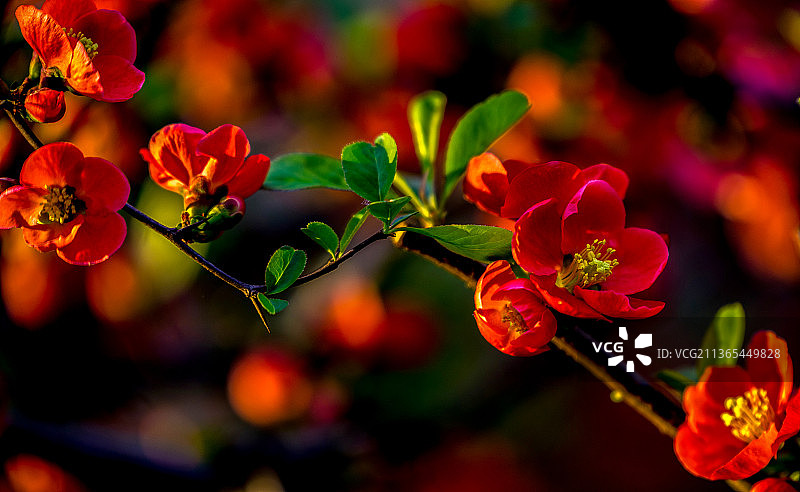 贴梗海棠图片素材