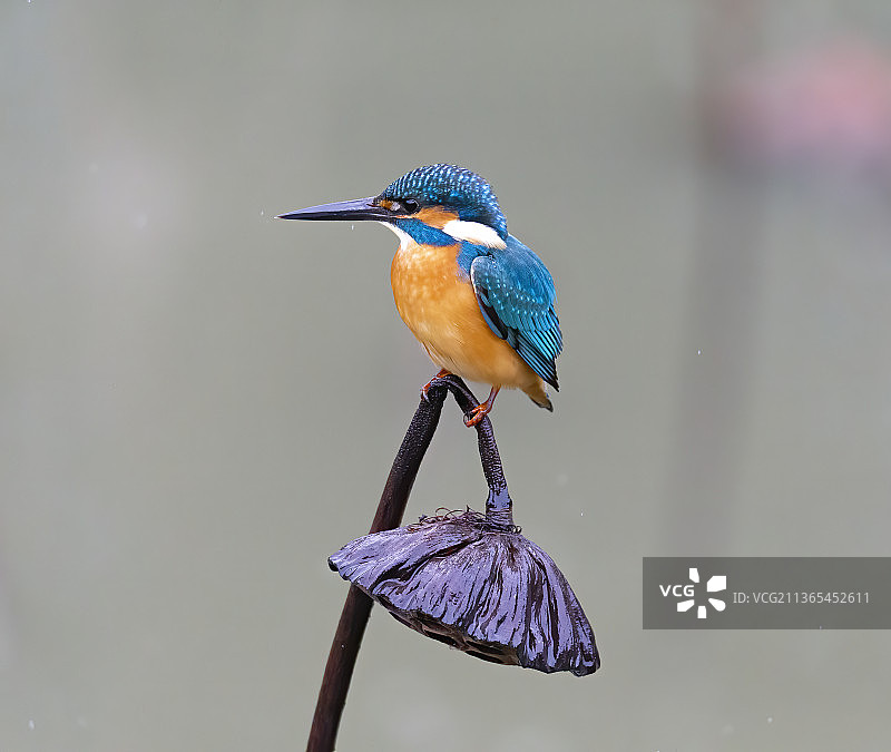 翠鸟在莲蓬的特写镜头图片素材