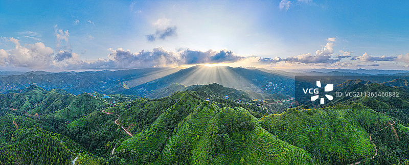广西凌云茶山“金字塔”图片素材
