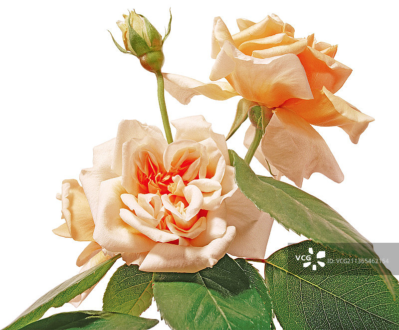 玫瑰，威廉·艾伦·理查森月季图片素材