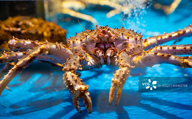 帝王蟹图片素材