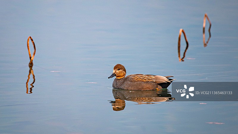 赤膀鸭图片素材