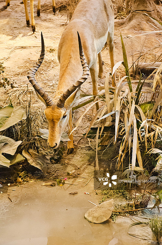 动物园图片素材