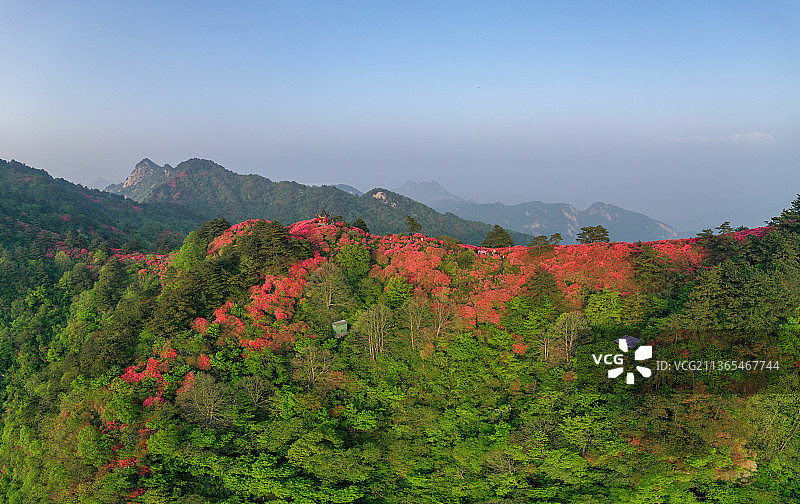 麻城龟峰山杜鹃花图片素材