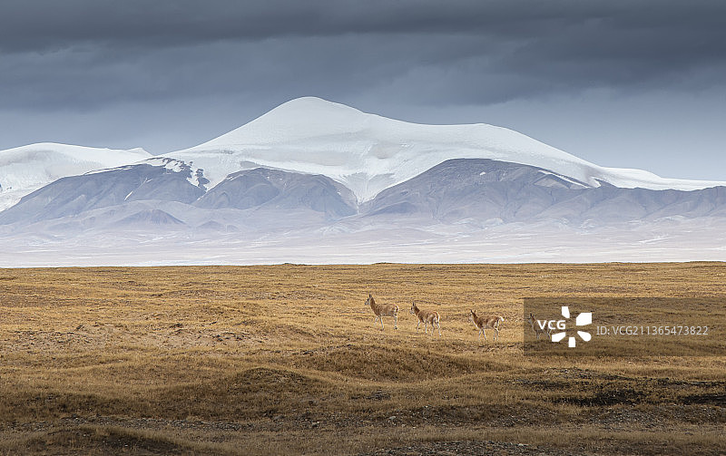 雪山下的藏羚羊，冬天，玉珠峰，昆仑山，羚羊，羊群，三江源，青藏高原，草原，雪山，荒野，极端地形，群居图片素材