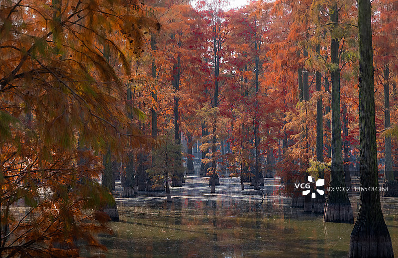 武汉涨渡湖水上森林水杉图片素材