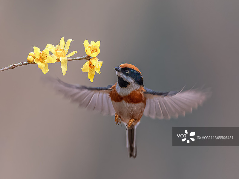 红头长尾山雀图片素材