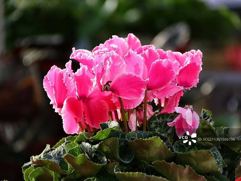 仙客来图片素材