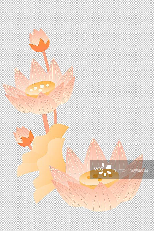 荷花植物群图片素材