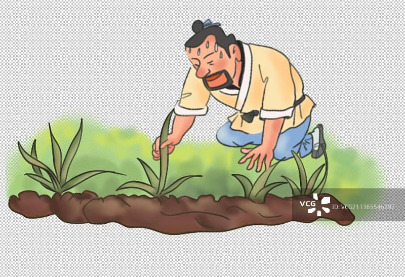 拔苗助长图片素材