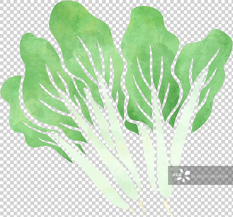 扁平水彩纹理小白菜图片素材