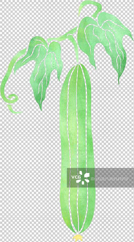 扁平水彩纹理丝瓜图片素材