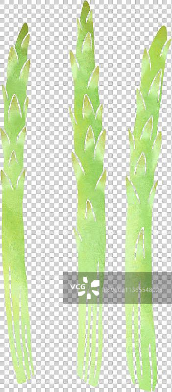 扁平水彩纹理芦笋图片素材