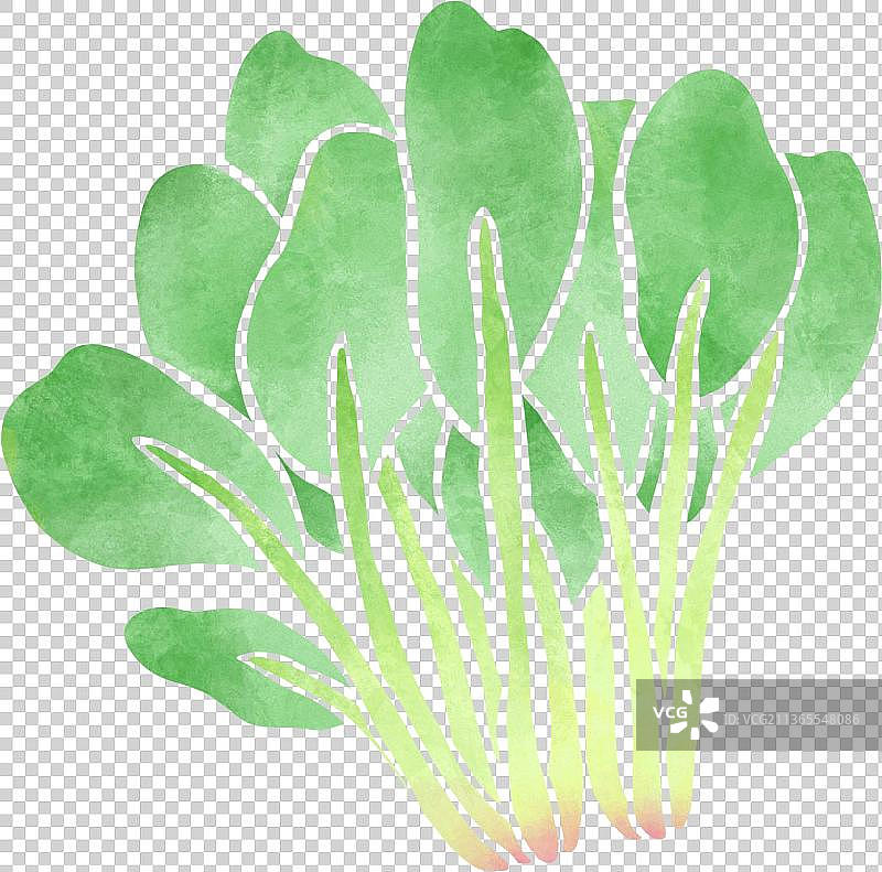扁平水彩纹理菠菜图片素材