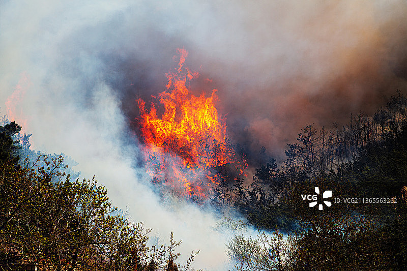 深林火灾图片素材