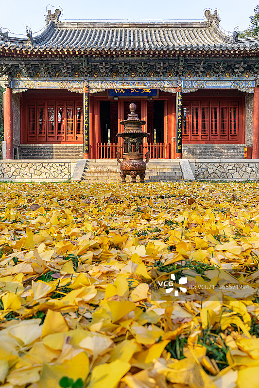 中国山东省泰安市泰山风景区著名旅游景点，行宫岱庙里的古典建筑宫殿和秋天地面上的金黄的银杏叶图片素材