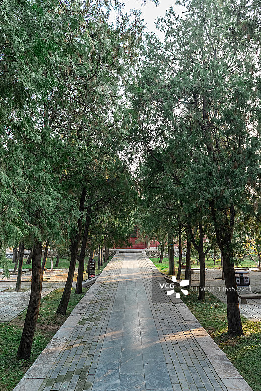 中国山东泰安泰山风景区著名旅游景点，行宫岱庙里的林荫大道图片素材