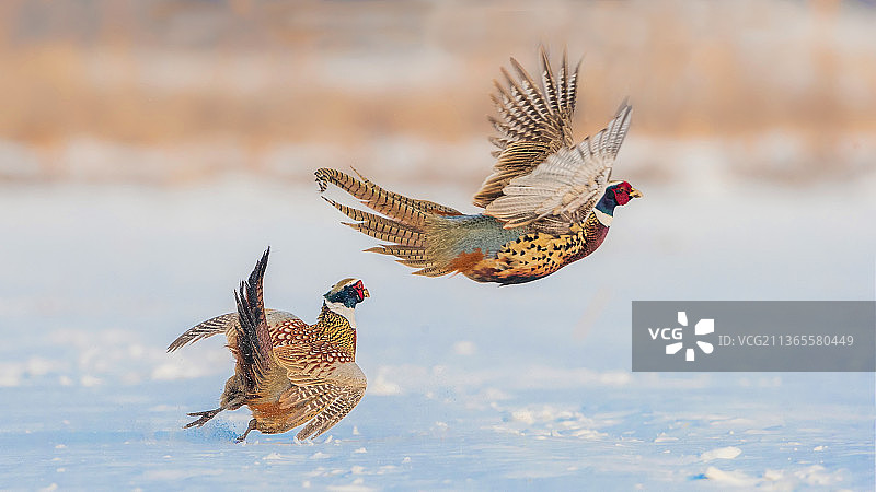 环颈雉图片素材