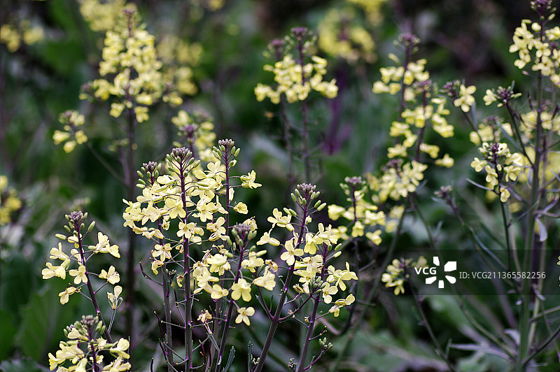 广西药用植物园花草图片素材