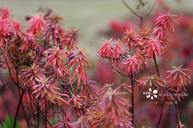 广西药用植物园花草图片素材