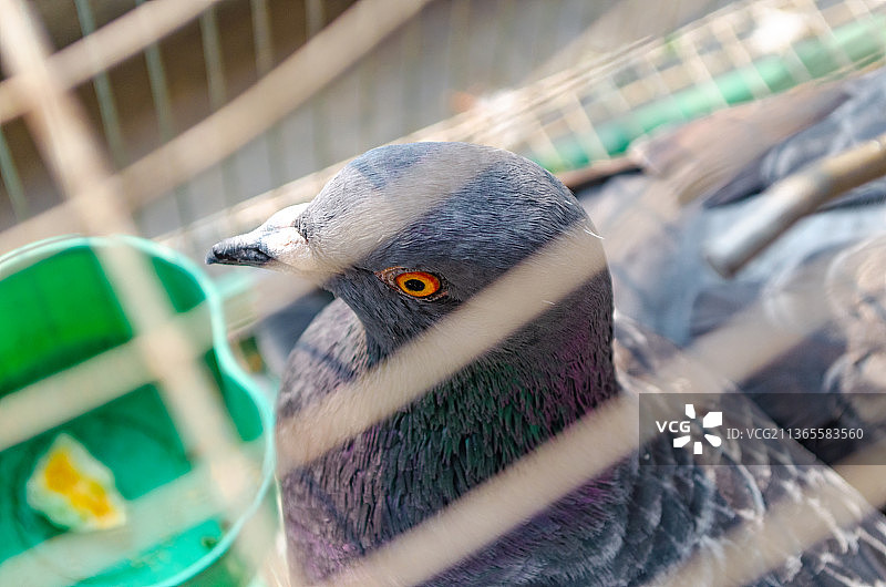 亚洲中国，囚禁在铁笼子力的一只鸽子图片素材