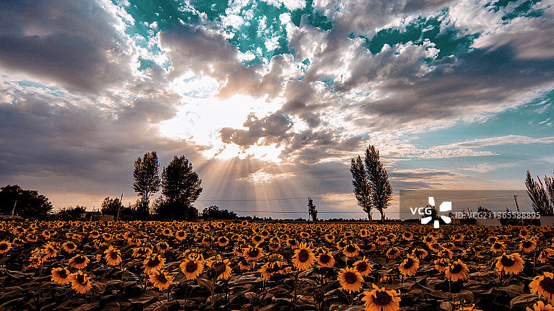 内蒙向日葵图片素材