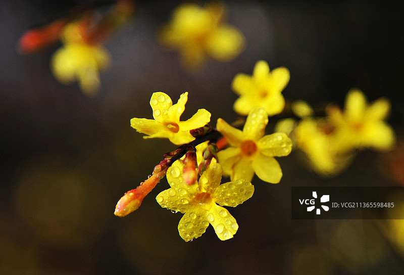 金黄色的迎春花挂满雨珠图片素材