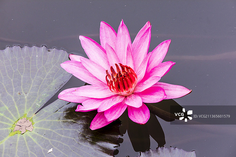 云南西双版纳中国科学院西双版纳热带植物园图片素材