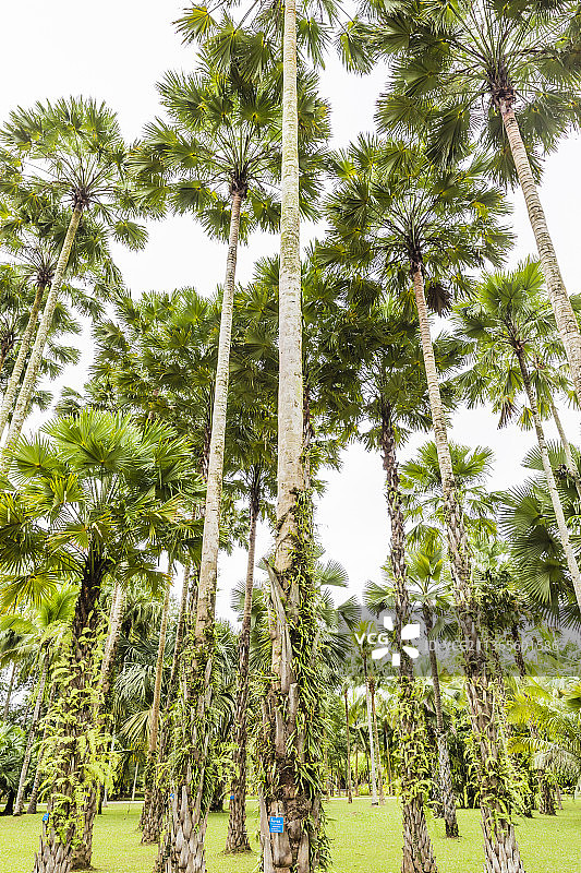 云南西双版纳中国科学院西双版纳热带植物园图片素材