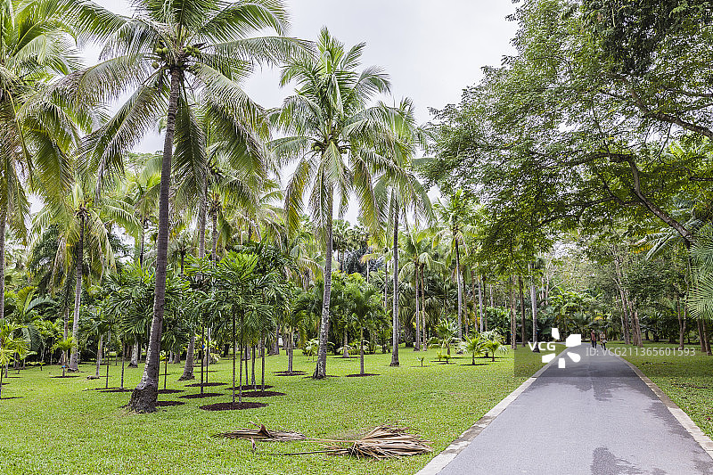 云南西双版纳中国科学院西双版纳热带植物园图片素材