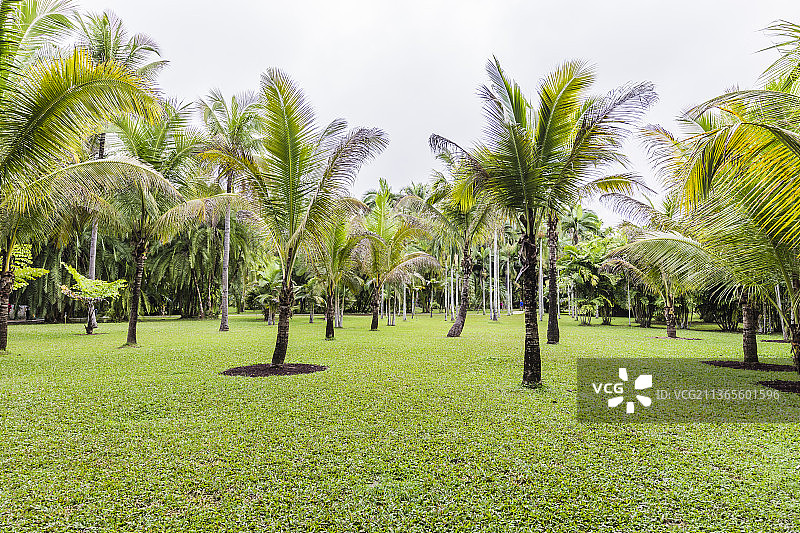 云南西双版纳中国科学院西双版纳热带植物园图片素材