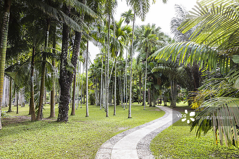 云南西双版纳中国科学院西双版纳热带植物园图片素材
