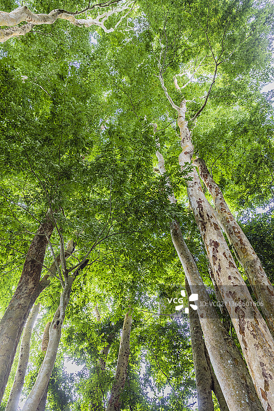 云南西双版纳中国科学院西双版纳热带植物园图片素材