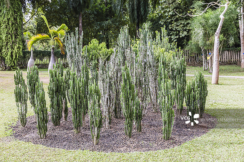 云南西双版纳中国科学院西双版纳热带植物园图片素材