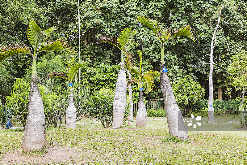 云南西双版纳中国科学院西双版纳热带植物园图片素材