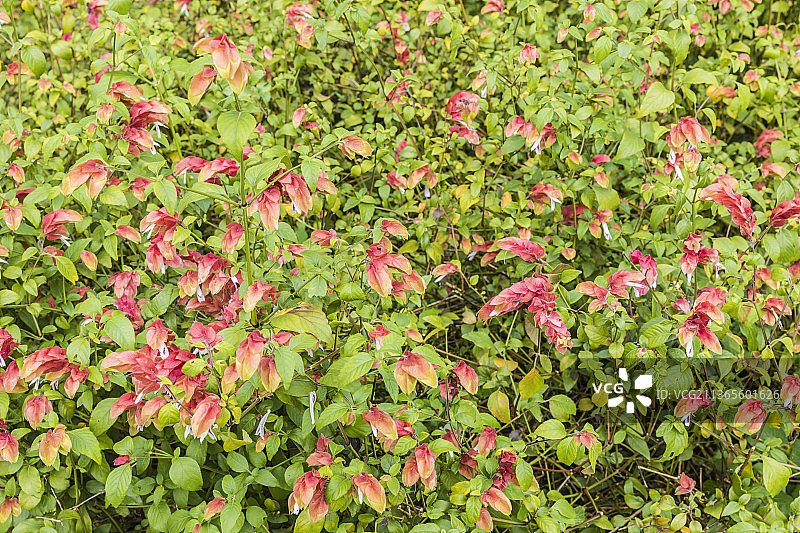 云南西双版纳中国科学院西双版纳热带植物园图片素材