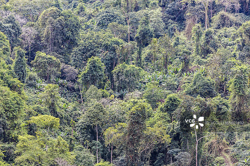 云南西双版纳中国科学院西双版纳热带植物园图片素材