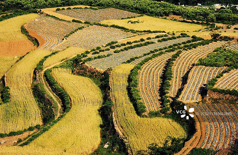 沂蒙山乡夏日梯田金黄色的麦田风光图片素材