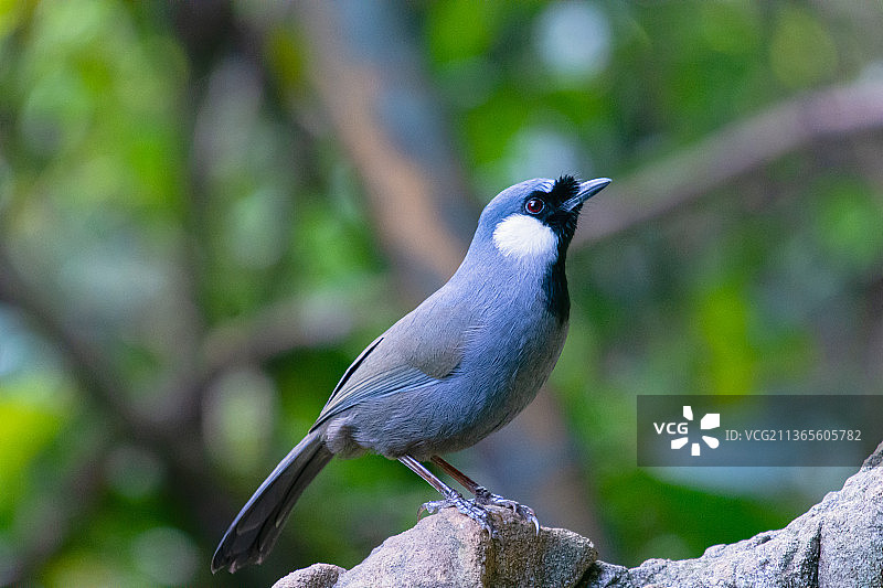 黑喉噪鹛图片素材