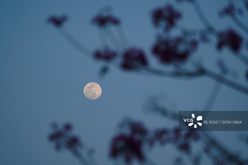 花好月圆图片素材