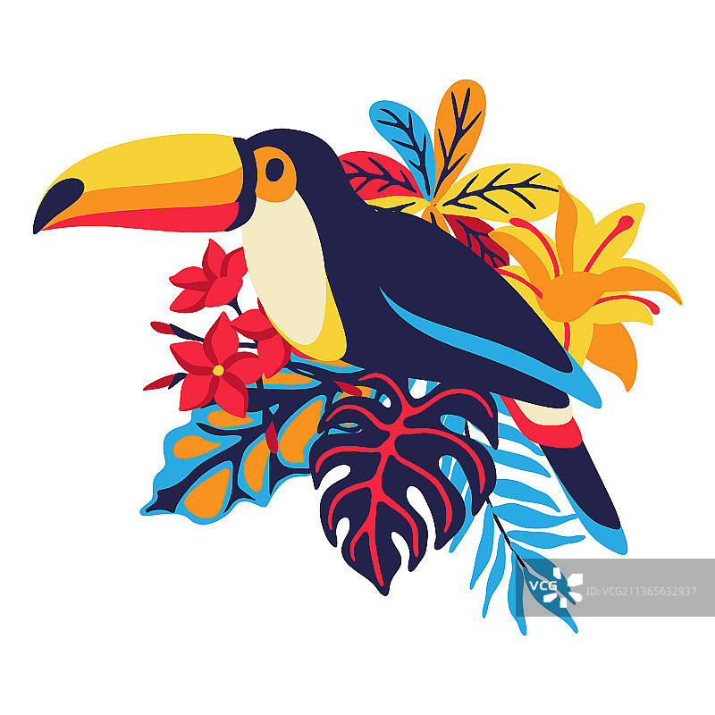 巨嘴鸟与热带植物图片素材