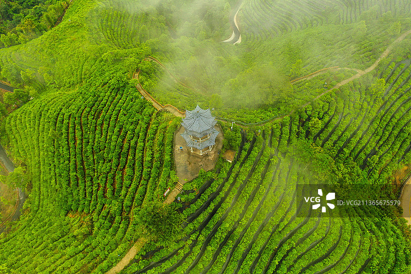 凌云茶山金字塔图片素材