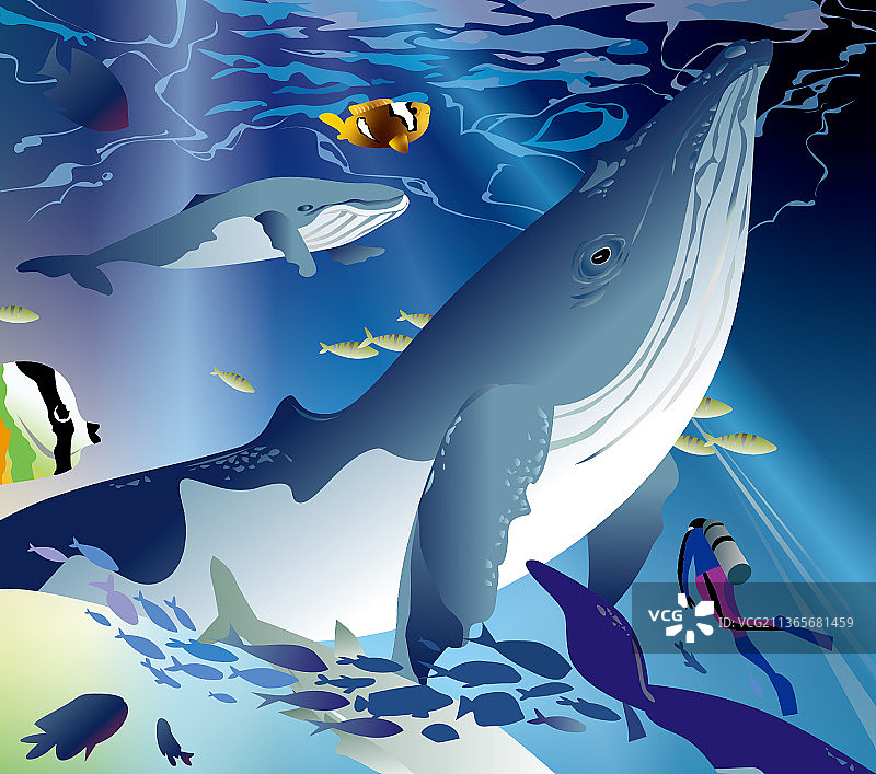 深海下的鲸鱼喝潜水员图片素材