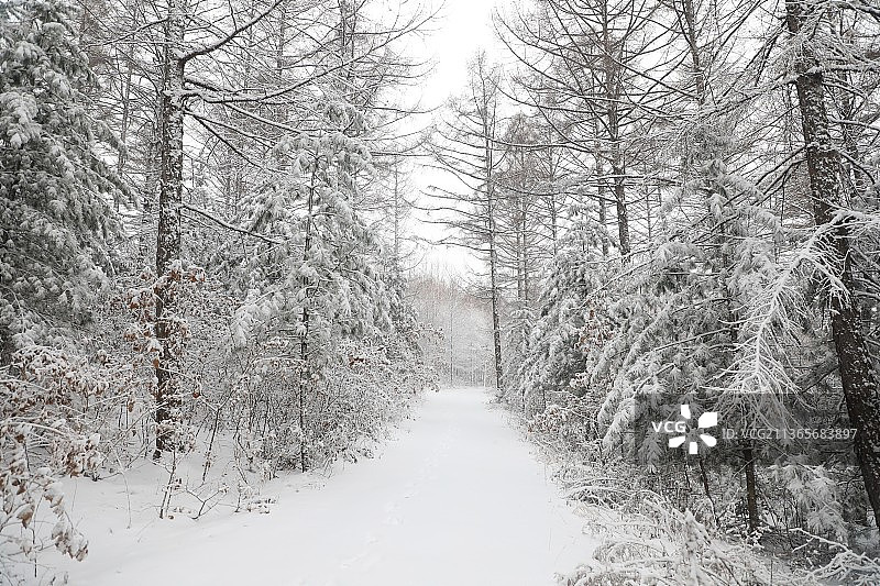 雪后森林图片素材
