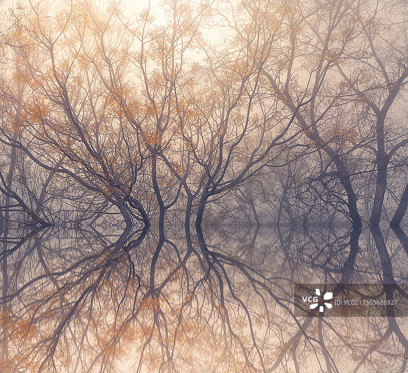 迷雾森林水面倒影图片素材