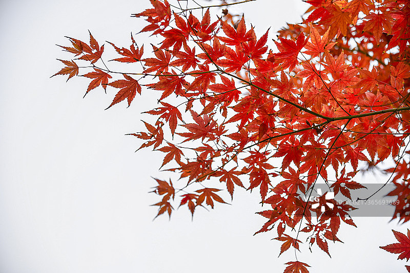 红枫叶图片素材