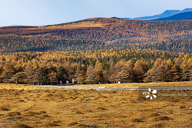芦芽山之秋14图片素材