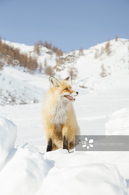 雪地里的狐狸图片素材