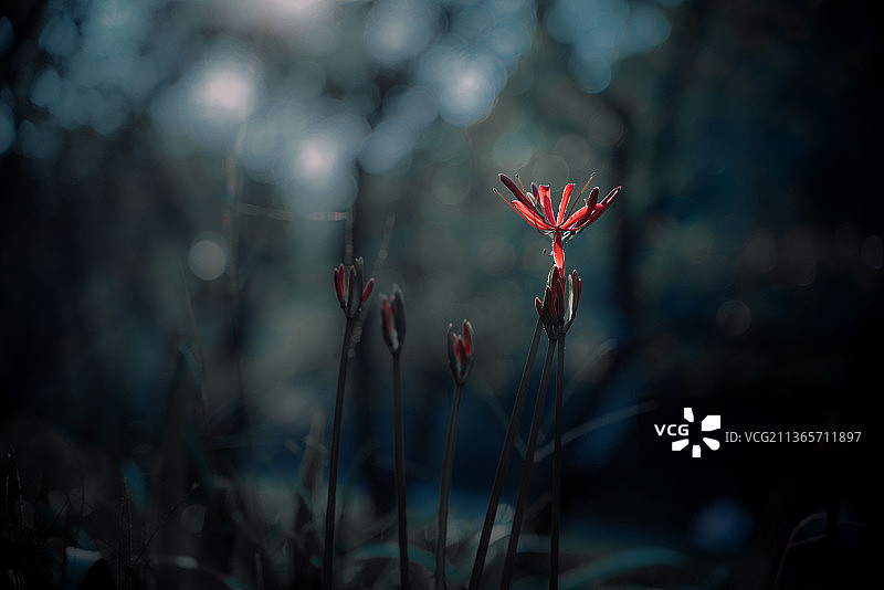 含苞待放的曼珠沙华彼岸花图片素材